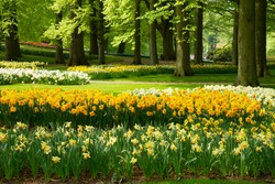 grass lawn with yellow daffodils  in dutch garden 'Keukenhof', Holland