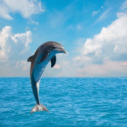 one of jumping dolphins,beautiful seascape with deep  ocean  waters and cloudscape