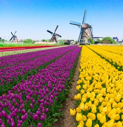 dutch windmill over colorful violet and yellow tulips field, Holland