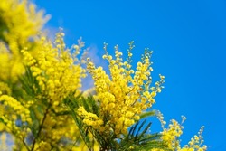 Mimosa fresh flowers blue sky background, 8 march day background, mimose is traditional flowers for international womans day 8 of march