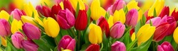 Red, violet and yellow fresh tulip flowers border over green garden defocused background