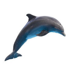 single jumping  bottlenose dolphin isolated on white background