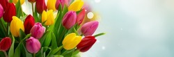 Red, violet and yellow fresh tulip flowers bouquet over blue gray defocused background, spring festive background with fresh flowers