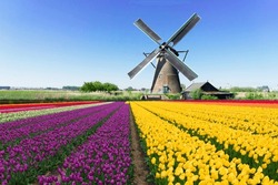 dutch windmill over yellow tulips field , Holland, retro toned