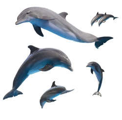 set of jumping dolphins isolated on white background