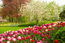 spring garden with blooming tree abd tulips,  Keukenhof, Holland