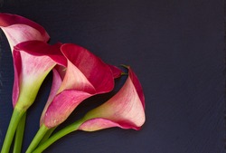 Pink fresh  calla lilly flowers on black  background