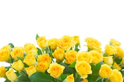 border  of yellow roses  isolated on white background