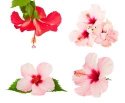 set of pink and red pink hibiscus flower isolated on white background