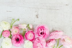 Pink and white ranunculus flowers on aged white wooden desktop with copy space