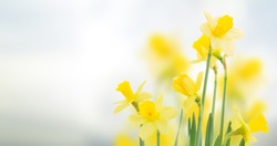 spring daffodils  in garden on blue bokeh background