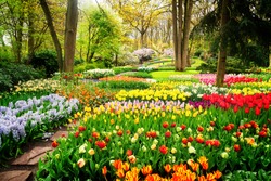 Colourful Tulips Flowerbeds and Path in an Spring Formal Garden, retro toned