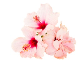 pink hibiscus isolated on white background