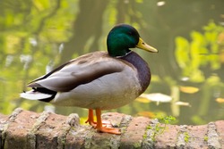 multicolor green neck duck