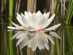 white water lilly in pond and reeds reflection 