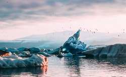 Beautiful Jokulsarlon glacial lagoon sunset sunrise blue icebergs floating  water reflection sky arctic tern birds flying and glacier on the background ice and fire Vatnajokull National Park Iceland