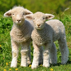 two cute lambs