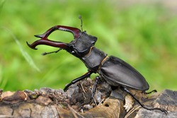 rare stag beetle