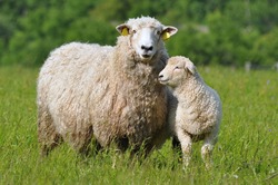 sheep and its lamb