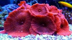 Red mushroom coral colony in the reef aquarium tank