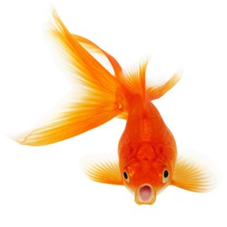 Orange Gold Fish Isolated on White Background Without Shade