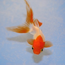 Goldfish  against a background in plastic tank