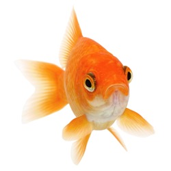 Common Goldfish Isolated on White Background 