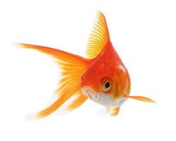 Funny Goldfish Isolated on White Background 