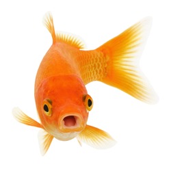 Funny Common Goldfish Isolated on White Background 