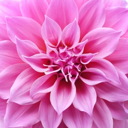 Close up of flower dahlia for background, Abstract petals flower dahlia