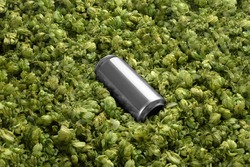 Blank beer can on the green hops background, craft beer mockup templates, with empty space to place your label or design