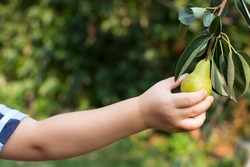 Cute child picking fresh delicious pear from tree