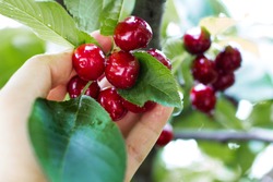 Hand picking fresh delicious cherry, closeup