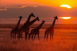 moody sunset in african savanna with a giraffe herd, concept for safari tourism and travel africa