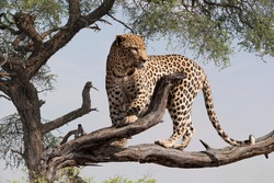 african  leopard on the branch of a tree