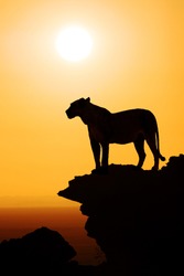 black silhouette of a standing lion on the top of a mountain watching the sunset over the african savanna; concept and background for safari and travel africa