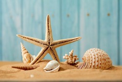 sea shells on the sand