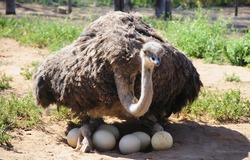 Ostriches with their eggs in the Klein Karoo, South Africa