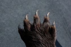 Black Bear Paw With sharp Claws in view