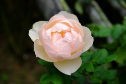 Isolated, single rose flower blooming, light orange color, cream color, peach puff color, venus white, misty rose