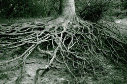 Old mystery roots in a Danish forest. Monochrome image.