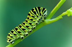 This is a black swallowtail larva on a celery stem (Papilio polyxenes)
