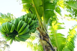 Bunch of Bananas on Tree
