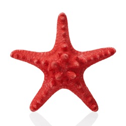 Red starfish isolated on white background
