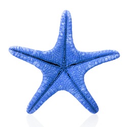 Blue starfish isolated on white