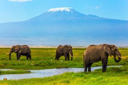 Safari - tour to the famous Amboseli Reserve, Kenya. Wild animals in natural habitat. African elephants at Mount Kilimanjaro. The concept of exotic, ecological and phototourism