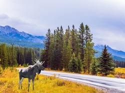 Magnificent moose with big horns is grazes next to the road. Cloudy fall day. Great road crosses the Canadian Rockies. Concept of active, eco and photo tourism