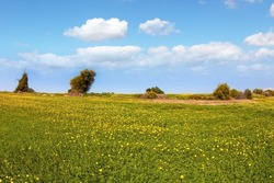 Blooming Negev Desert in early spring. Israel in bloom. Fields of spring flowers in the bright southern sun. Blue sky and light spring clouds. Magnificent spring. 