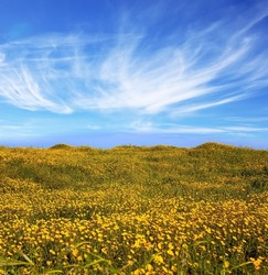 Spring bloom of the Negev Desert. Field of blooming daisies in the bright southern sun. Blue sky and light clouds. Israel. Magnificent blooming spring. 