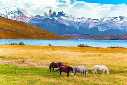 The famous Torres del Paine park in southern Chile. Lagoon Azul is amazing mountain lake at the foot of three rocks - torres. Herd of South American wild horses - mustangs graze on the grass.